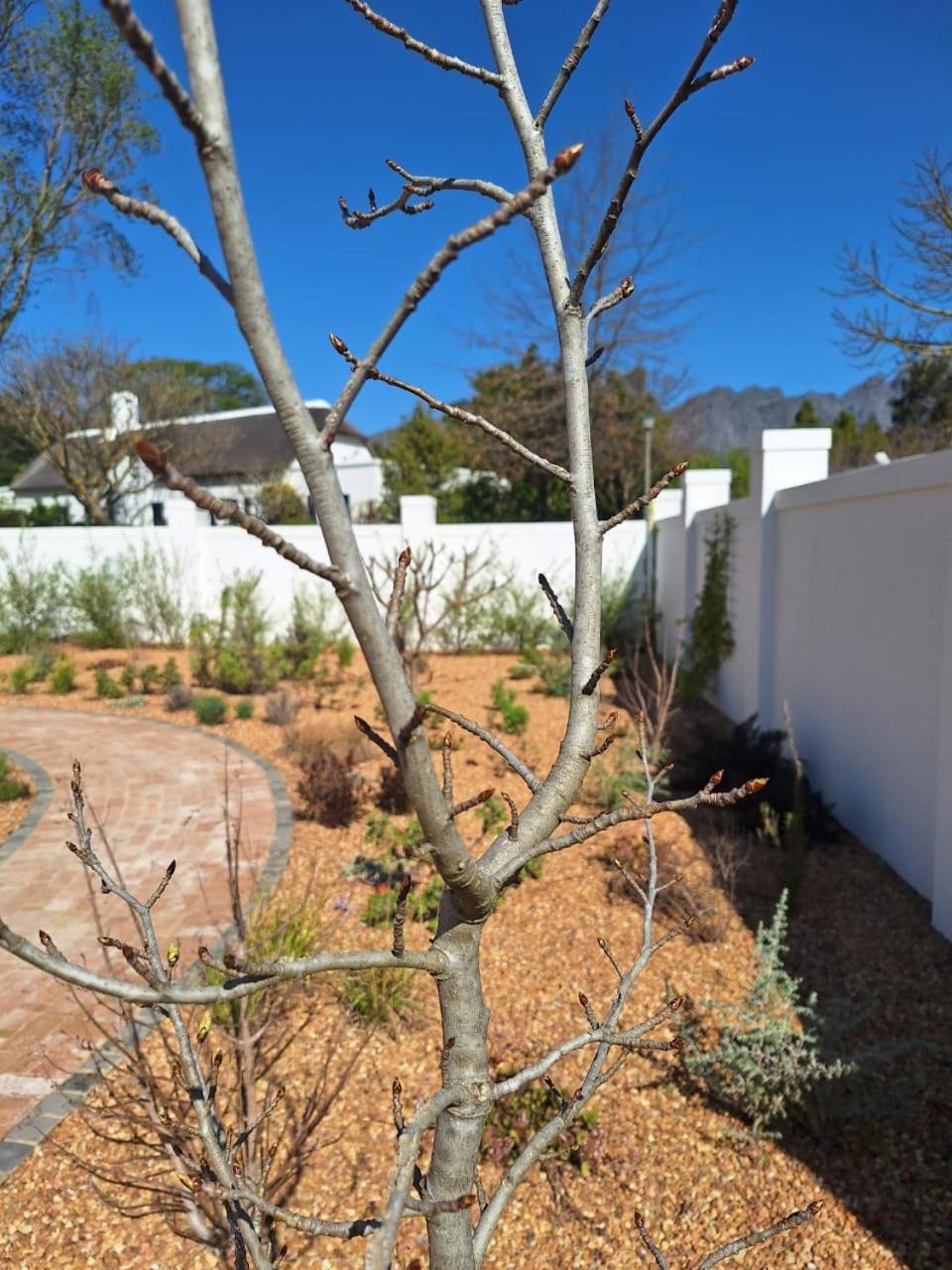 Largest One Bed Apartment & Private Pool In The Hoek Franschhoek Esterno foto
